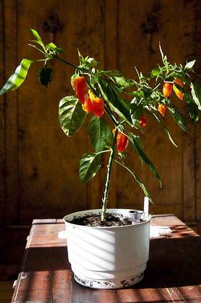 Haba2 600px.jpg - Habanero